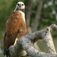 Black-collared Hawk